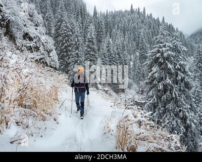 A man walks in the winter in a snowy mountain gorge. Forest in the mountains after a snowfall Stock Photo
