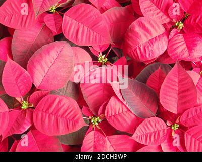 A closeup of 'poinsettia' flowers, commercially important plant species of the diverse spurge family Stock Photo