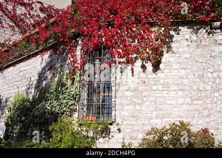 An isolated window with a metallic grid in a stone wall of a medieval building with green and red plants (Gubbio, Italy, Europe) Stock Photo