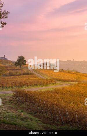 Small trail over hills in oltrepo pavese countryside at sunrise with pink clouds and foliage vineyards Stock Photo