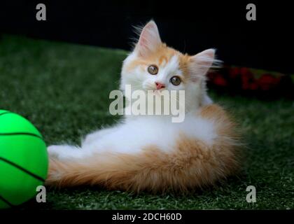 Orange kitten, tabby cat Stock Photo
