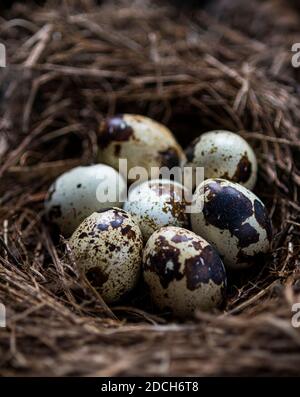 eggs in nest,speckled quail eggs,raw quail eggs,Wachtel eier in einem Nest,Eier einer Wachtel im Nest,Vogel Eier in einem Nest,speckled eggs,Wachtelei Stock Photo
