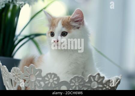 Orange kitten, tabby cat Stock Photo