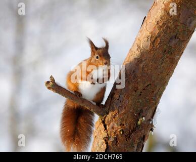 Red squirrel Sciurus vulgaris, in Scots pine tree, Aberdeenshire, Scotland Stock Photo