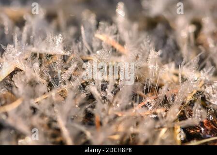 Abstract winter background with patterns of ice crystals snowflakes on dry branches of grass close-up
