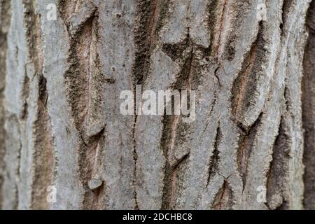 Walnut tree textured bark close up Stock Photo