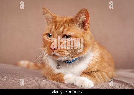 Serious domestic red cat lying down on cozy sofa Stock Photo