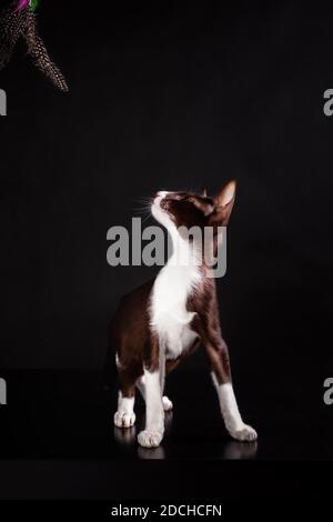 Grown brown and white color kitten of oriental cat breed playing against black background Stock Photo