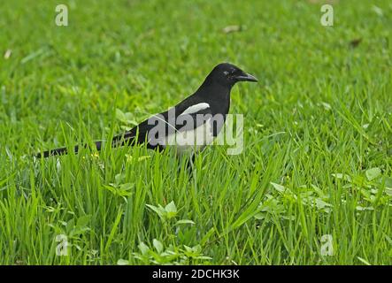 Common Magpie (Pica pica serica) adult foraging on grass  Taipei City, Taiwan            April Stock Photo
