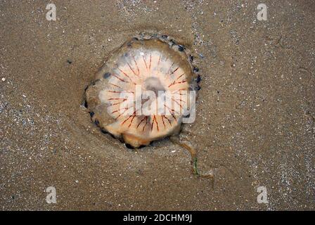 Chrysaora hysoscella, the compass jellyfish, washed up on a beach  This common species of jellyfish inhabits waters in the North Sea and Mediterranean