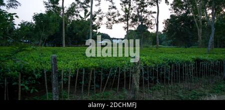 Green tea garden of Assam grown in lowland and Brahmaputra River Valley, Golaghat. Tea plantations Stock Photo