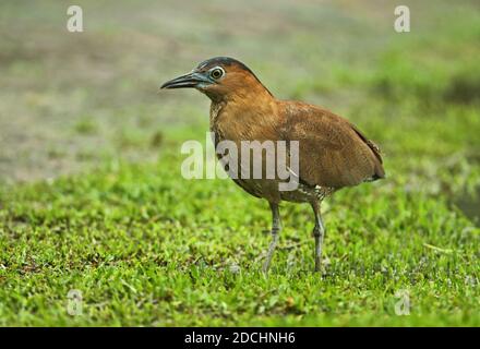 Malayan Night-heron (Gorsachius melanolophus) adult standing on short grass  Taiwan          April Stock Photo