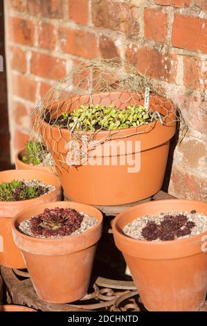 Mixed lettuce seedlings growing in a pot protected by chicken wire next to other pots with Sempervivums, Houseleeks Stock Photo