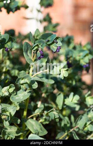 Cerinthe major var. purpurescens, Honeywort, in flower Stock Photo