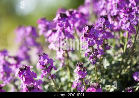 Erysimum linifolium 'Super Bowl Mauve' in flower in spring Stock Photo