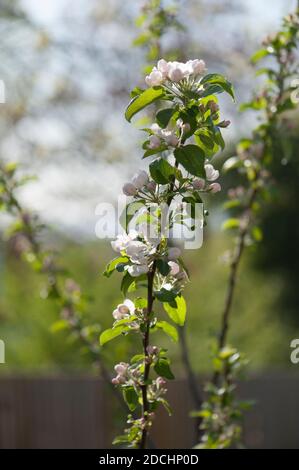 Apple, Malus domestica ‘Red Devil’ blossom on a young tree in spring Stock Photo
