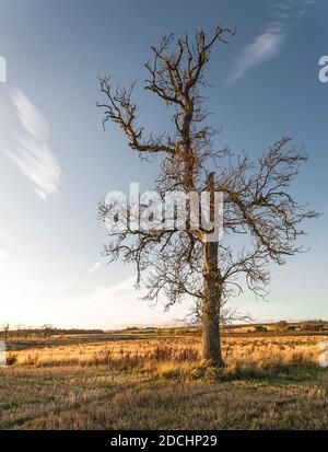 Portrait image of isolated dead oak tree, Quercus, against a blue sky. Stock Photo