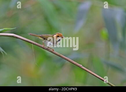 Rufous-faced Warbler (Abroscopus albogularis fulvifacies) adult perched on bent stem with prey in bill  Dasyueshan National Forest, Taiwan          Ap Stock Photo
