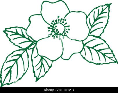 dog-rose flowers on white background Stock Vector