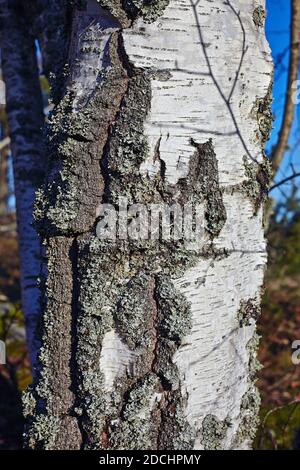 closeup of birch bark ouside malmkoping sweden Stock Photo