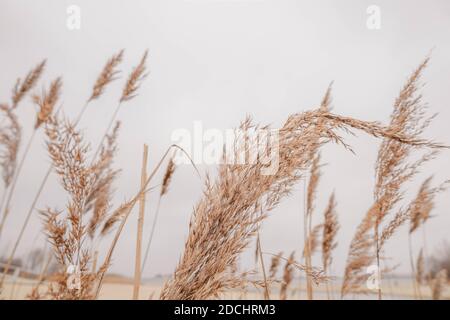 Pampas grass outdoor in light pastel colors. Dry Stock Photo