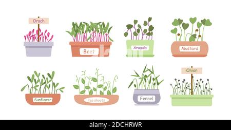 Micro greens sprouts boxes cartoon set, salad food menu Stock Vector