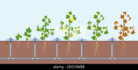 Vector illustration of cotton growing and watering on field, eco farming and smart agriculture concept in flat cartoon style. Stock Vector