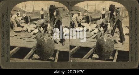 Shipping green turtle, Key West, Fla., still image, Stereographs, 1898, Singley, B. L. (Benjamin Lloyd Stock Photo