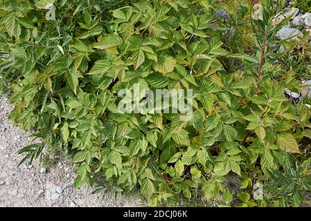 Rubus idaeus fresh foliage Stock Photo