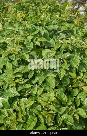 Rubus idaeus fresh foliage Stock Photo
