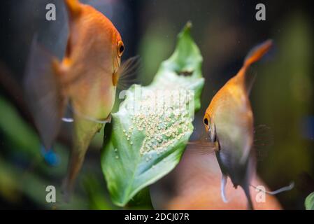 Pair of Gold Pterophyllum Scalare in aquarium, yellow angelfish guarding eggs. Stock Photo