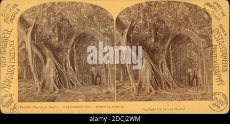 Florida --The Great Banyan or Indiarubber tree. Largest in America., still image, Stereographs, 1850 - 1930 Stock Photo