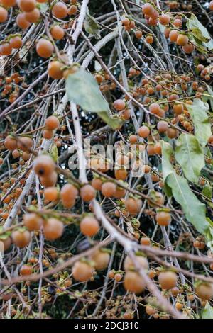 Diospyros lotus, with common names date-plum, Caucasian persimmon, or lilac persimmon. Stock Photo