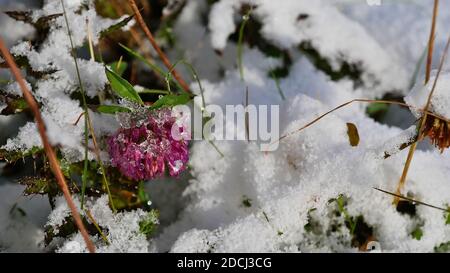 Closeup view of beautiful purple colored blooming alpine wild flower covered by snow and ice in autumn season in Montafon valley, Austria. Stock Photo