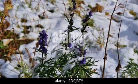 Beautiful violet colored wild flower of aconitum napellus (also monk's-hood, aconite, wolfsbane), a toxic alpine plant, with snow-covered leaves. Stock Photo