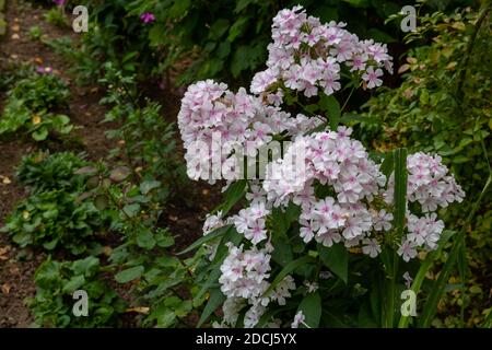 Delicate beautiful Phlox bloomed in a flower bed in the city Park Stock Photo