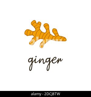 Ginger root spice. Isolated food vector illustration hand drawn with the inscription. Organic fresh icon Stock Vector