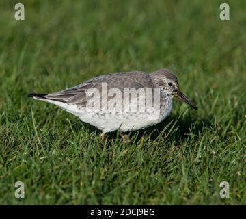 Red Knot (Calidris canutus) in winter plumage on the Yorkshire Coast. Stock Photo