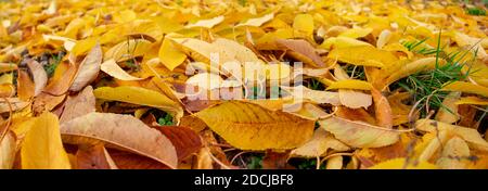 Panorama of yellow fallen leaves lying on the green grass Stock Photo