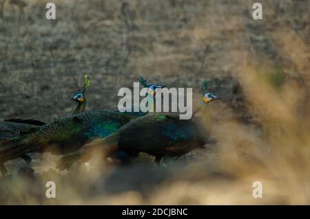 the peacock is in the forest, green peafowl (Pavo muticus) Stock Photo