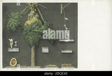 Papaya, Field Museum of Natural History, Chicago, Illinois, still image, Postcards, 1898 - 1931 Stock Photo