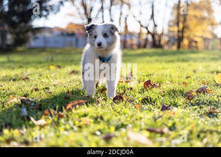 Close up of a 9 week old Border Collie Blue Merle puppy standing outdoors on grass in fall Stock Photo