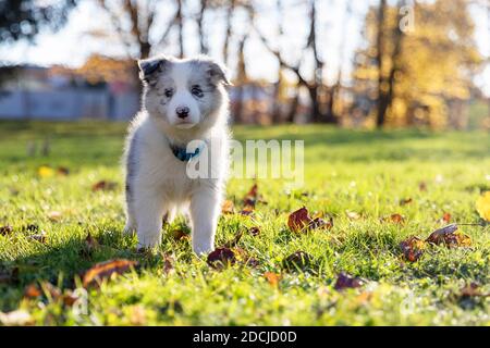 Close up of a 9 week old Border Collie Blue Merle puppy standing outdoors on grass in fall Stock Photo