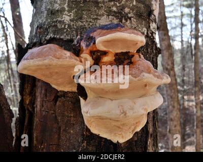 Funky bracket fungus (Ganoderma resinaceum?) oozing black stuff and looking sickly bloated, in a Quebec forest, Wakefield, Canada. Stock Photo