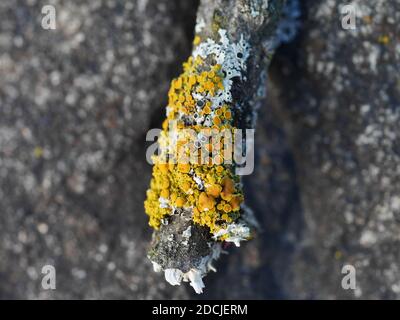 Fascinating common orange lichen (Xanthoria parietina) growing alongside some greenshield lichen on a dead branch in Wakefield, Quebec, Canada. Stock Photo