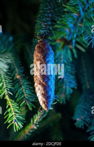 Spruce branches with pine cones isolated on black background with colorful garland lights for Christmas and New Year celebration. Stock Photo
