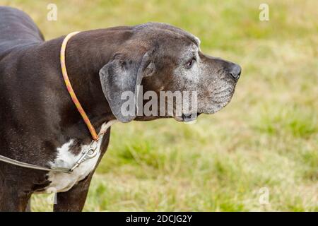 Great Dane with hanging ears on a leash outdoors