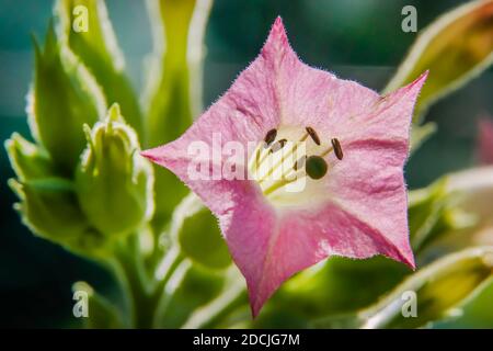 Macro Photo of Pink Tobbaco Flower in the Garden. the beauty of Tobacco flowers.  Flower Glowing. Stock Photo