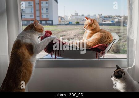 three domestic cats interact next to the window Stock Photo