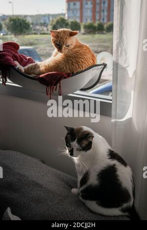 vertical composition. Two domestic cats interact by the window Stock Photo